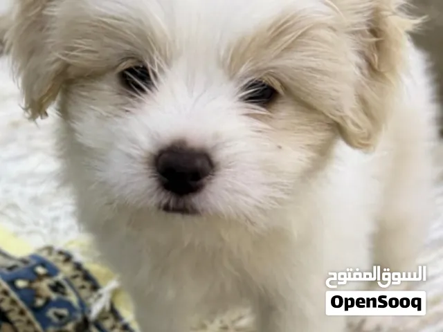 Maltese Pure لبيع مالتيز
