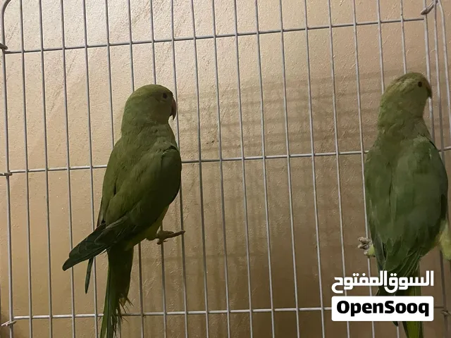 ببغاء الدرة الهندية بلون الأخضر الزاهي الجميل  الببغاء بكامل صحته وسليم مية بالمية ونشيط جدا ويطير