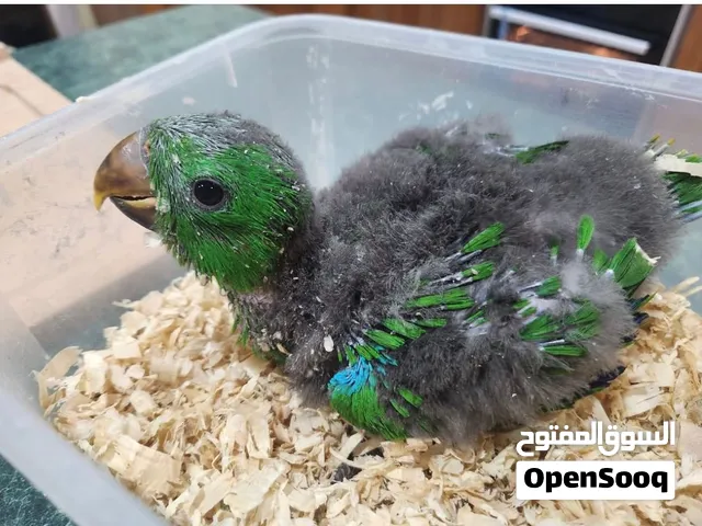 فرخ اكلكتس ذكر