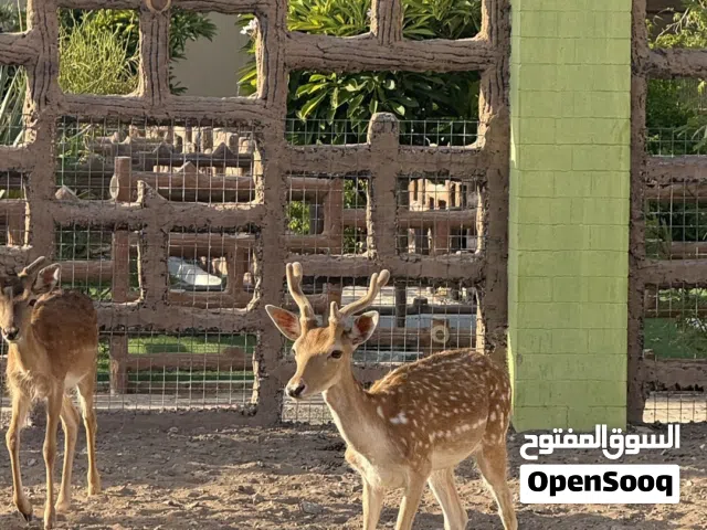 غزال الفلوريدا