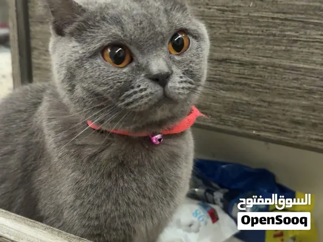 قطوه للبيع