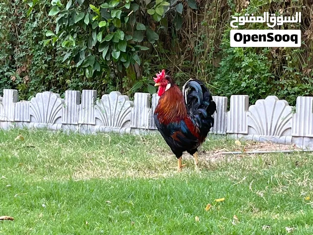 متاح ديج عرب