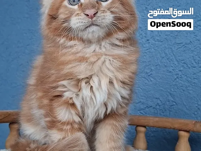 mainecoon kittens free for adoption