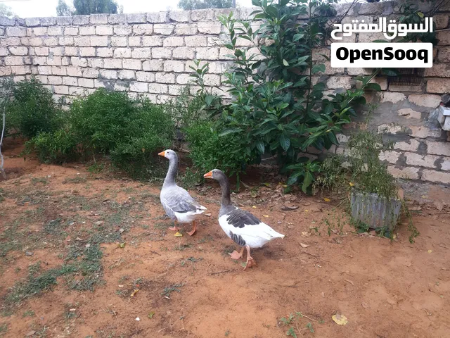 2 طيور إوز انثي وذكر