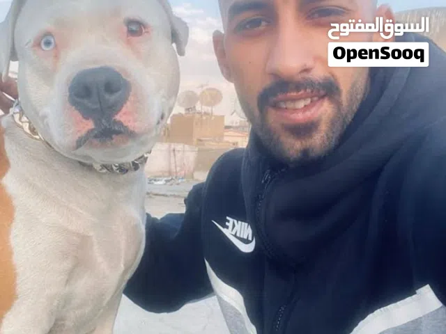 American pitbull