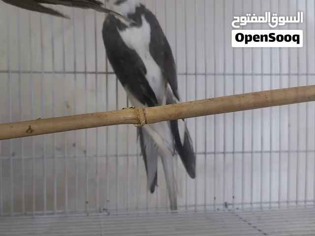 كوكتيل وايت فيس بايد بيرل