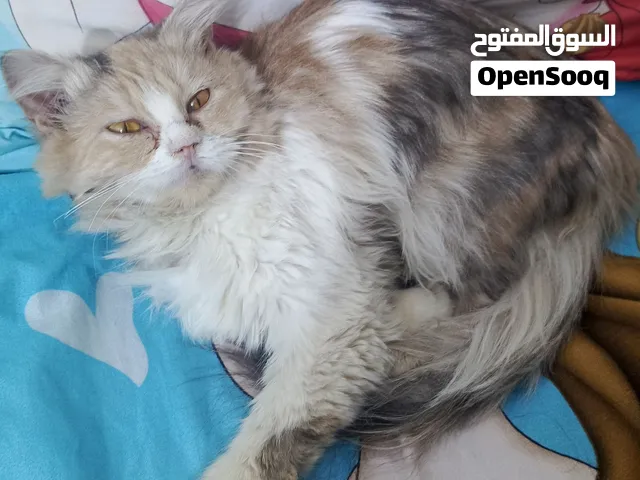 قطه اليفه للتبني