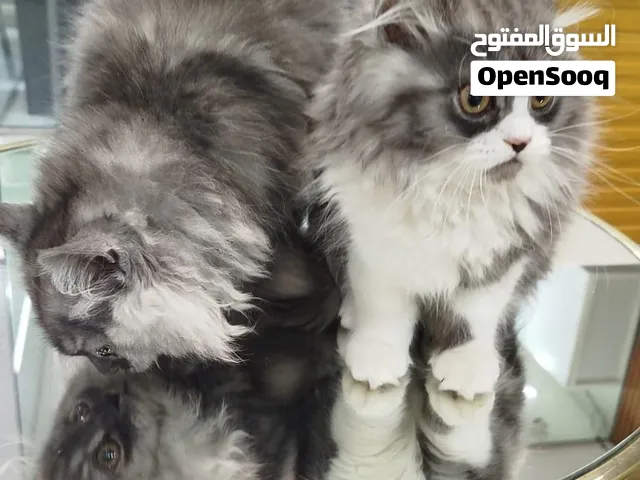 قط سيرازي لون أبيض واسود