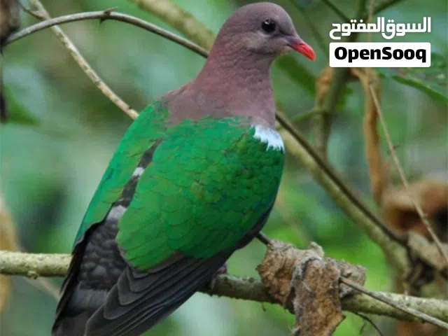 مطلوب قرين وينق دوف منتجات