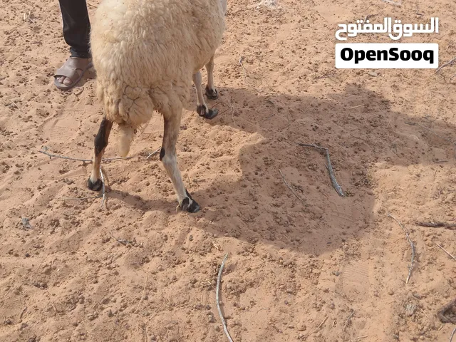 نعجة عشرا في حدود الشهرين
