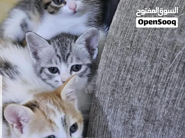 قطط شيرازي  تبني.