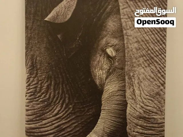 كاتروا الفيل