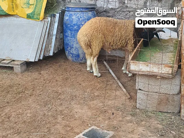 السلام عليكم خروف ادرع مشروع فحل  ماشاء الله مواصفات كويسة  ليقه وقرن وقفاء  وعرقوب ماشاء الله عز ما