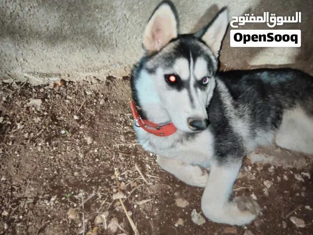 بل وصف الباقي المعيار