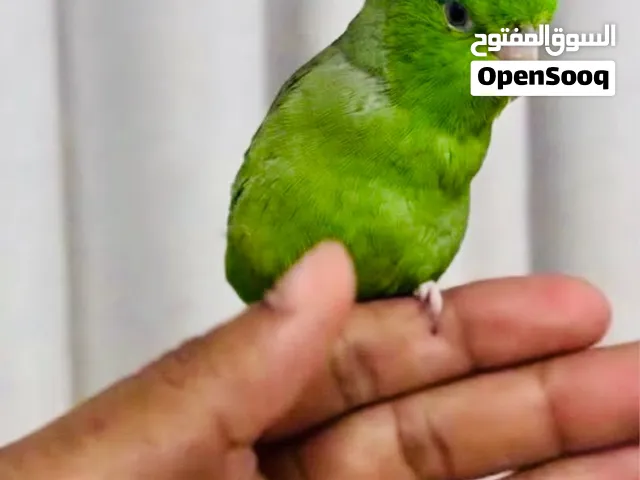 portlet parrot