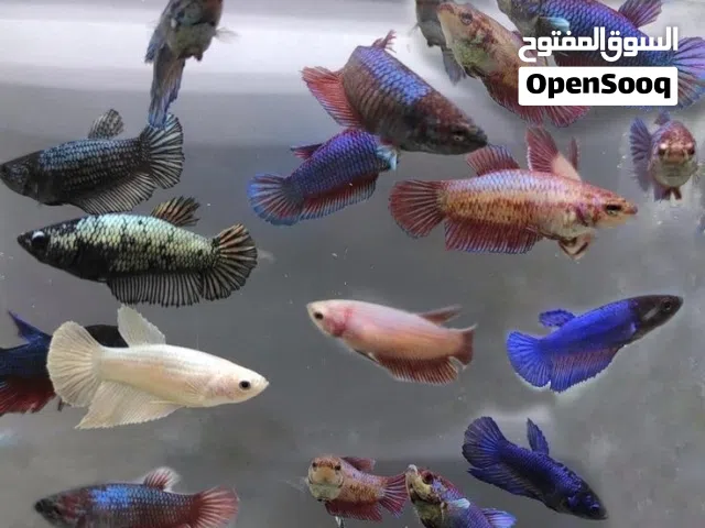 اناث فايتر خارجي تايلندي