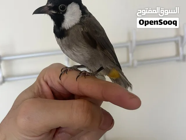 بلبل بحريني اليف جدا