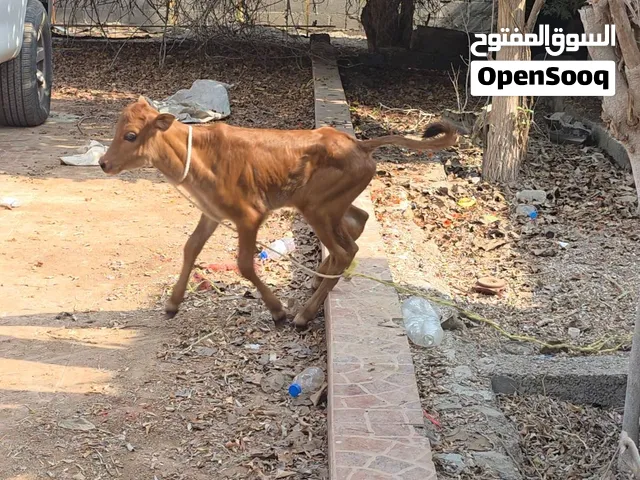 عجل الدار مال حليب وياكل
