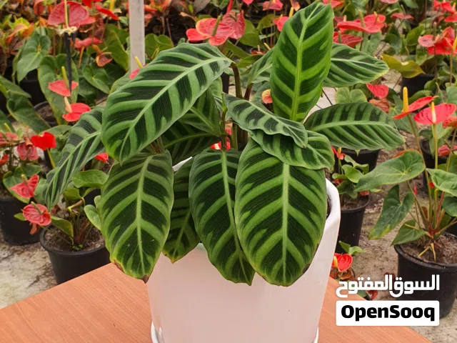 نباتات زينة - مختلف الاحجام والانواع ( Premium Plants )