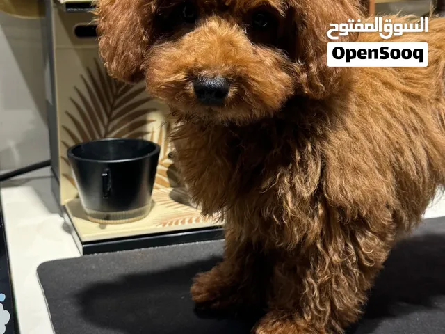 توي بودل ( عينك على المستوى الجميل )