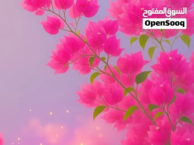 شقه طابق ارضي مساحة 200 متر للايجار فقط لتخزين  او بضاعه