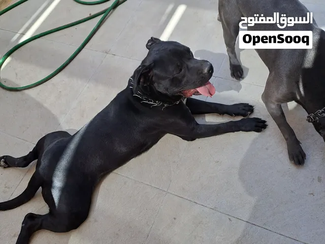 كلاب pitbull للبيع