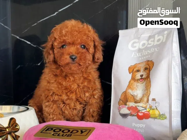 poodle puppies
