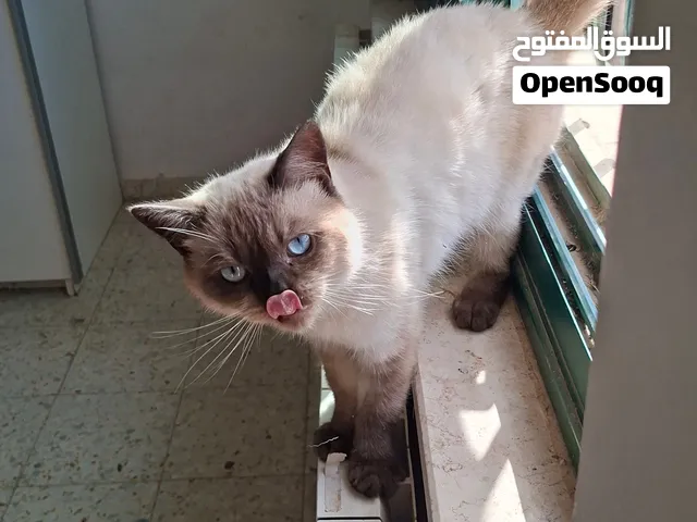 قط سيامي اليف عمر سنة ونصف