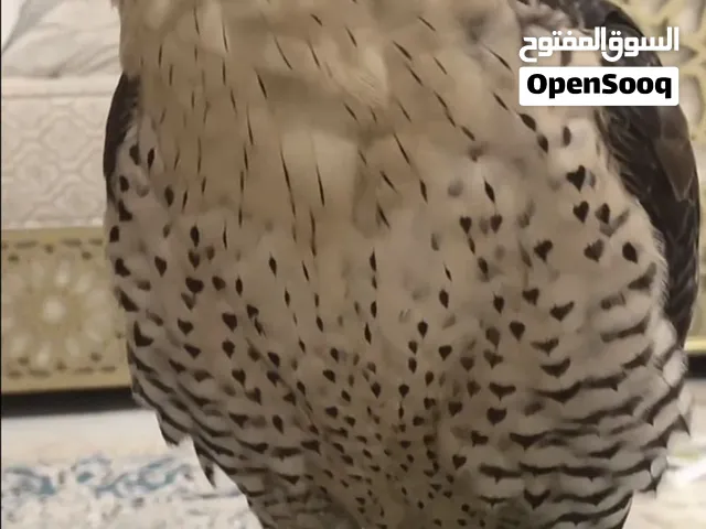 تبع جير بكر 3000 وقابل بلمعقول