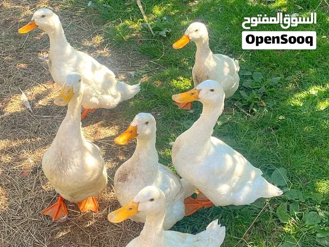 محتاج افراخ بش مصري كمية مفتوحة