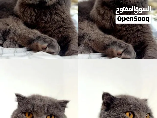 قطط للبيع بمستوى طيب