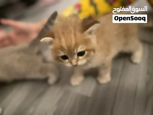 سكوتش فولد