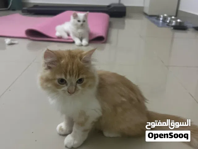 Persian kitten 2months old