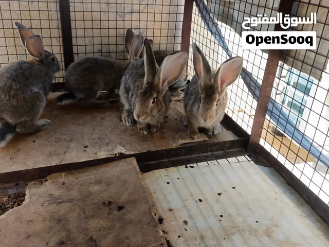 ارانب هجين بابيون حجم كبير سعر مناسب