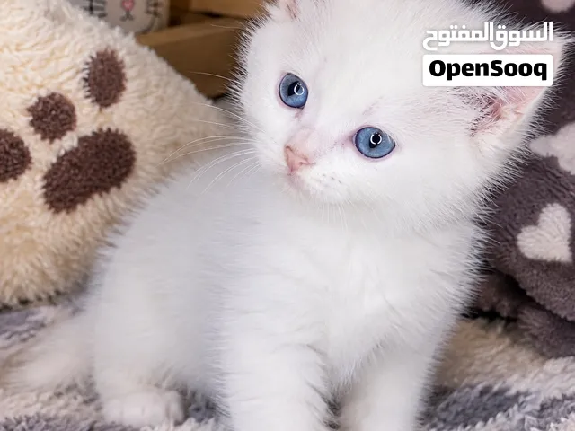 قطة أنثى بيضاء بعيون زرقاء وشعر طويل النوع شيرازي بعمر شهرين تحب العب في المنزل والطعام المفضل الجبن