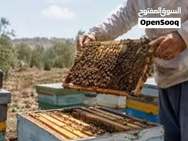 Organic Honey