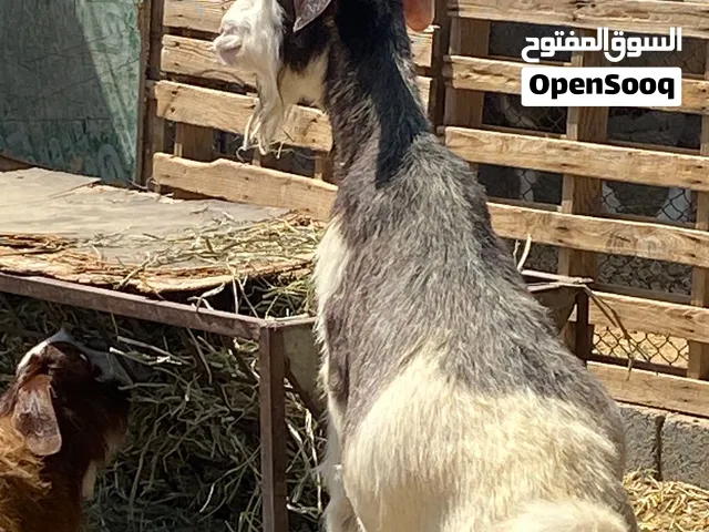 شاه رحبيه للبيع