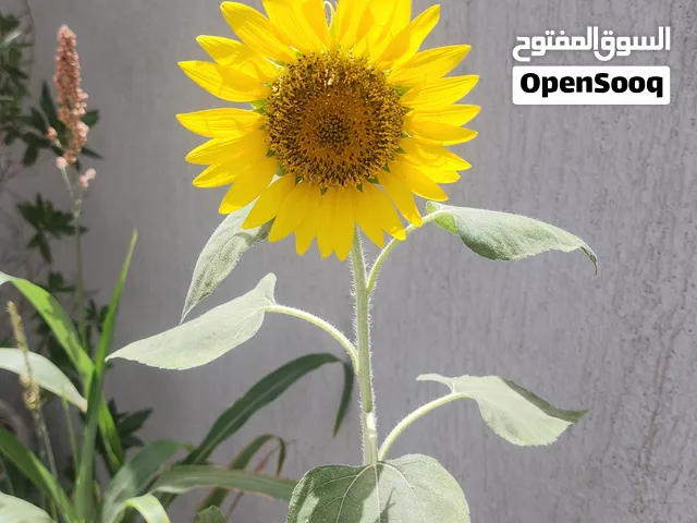 مطلوب ممول وشريك