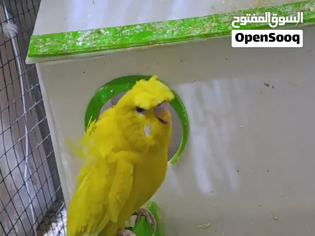 متاح هاجرمو امايات فول وردات خط اول اصفر عيون حمر