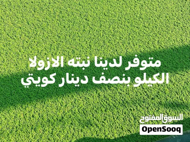 نبته الازولا أعلاف الماشية والدواجن والحمام والطيور بديله للأعلاف تحتوي علي بروتين