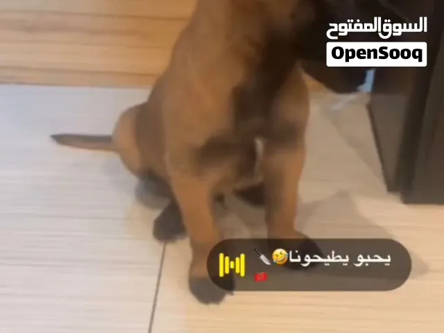 كلب مالينوا للبيع 1