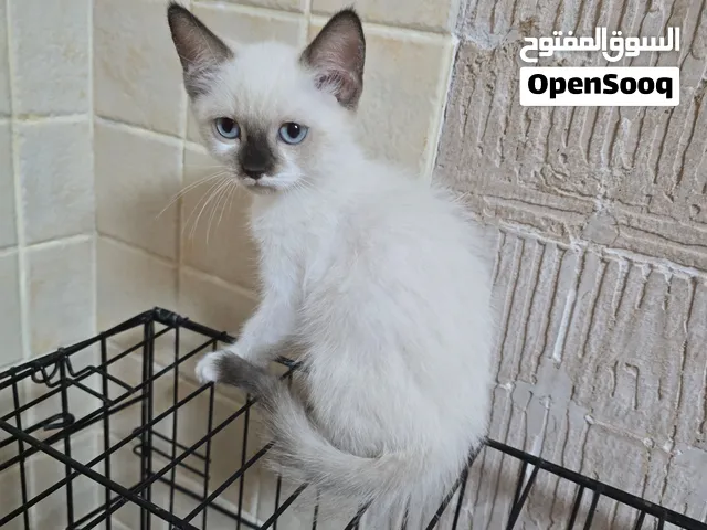 Kitten for Sale
