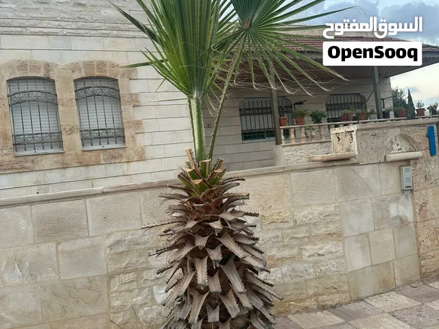 شجرتين نخيل للبيع ب 250 دينار