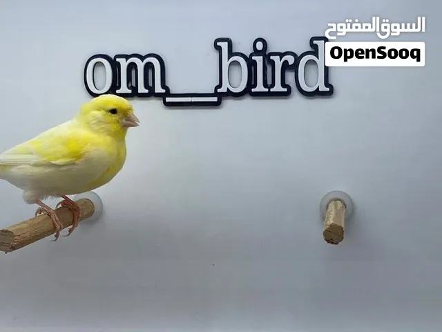 زوج جاهز للانتاج كناري