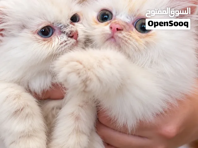 Two purebred Persian cats male and female with all accessories