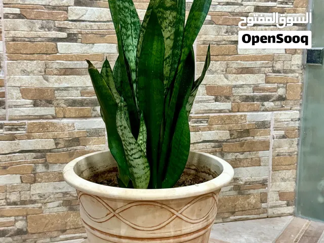 Sansevieria Air-purifying Snake Plant Large