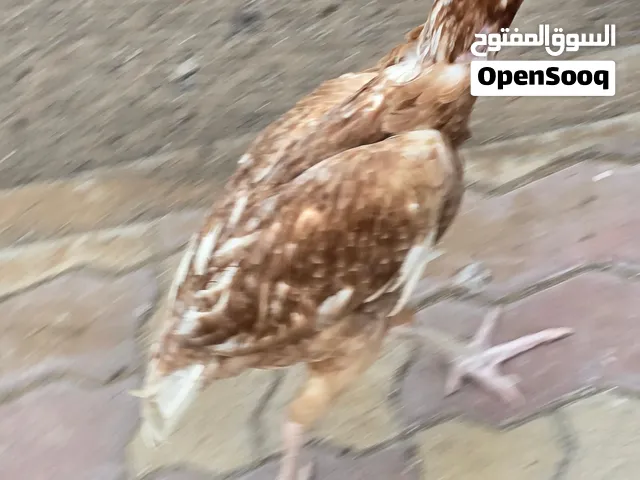 دياي باكستاني سندي