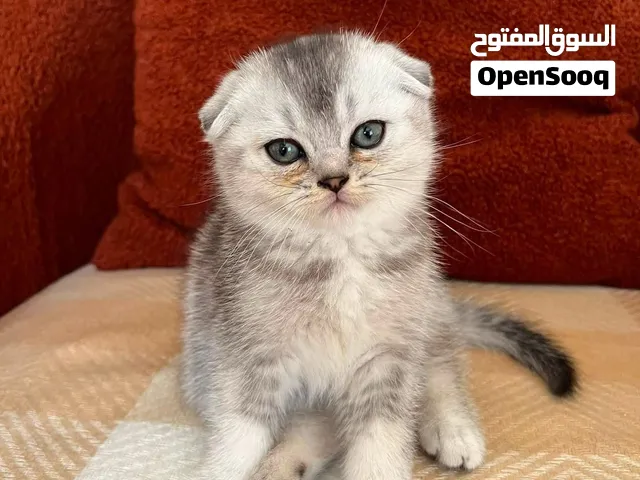 قطط سكوتش فولد وسكوتش ستريت
