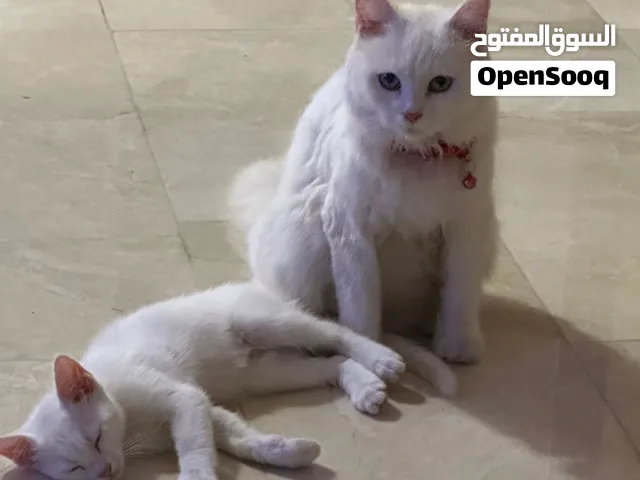 قط مع ابنها