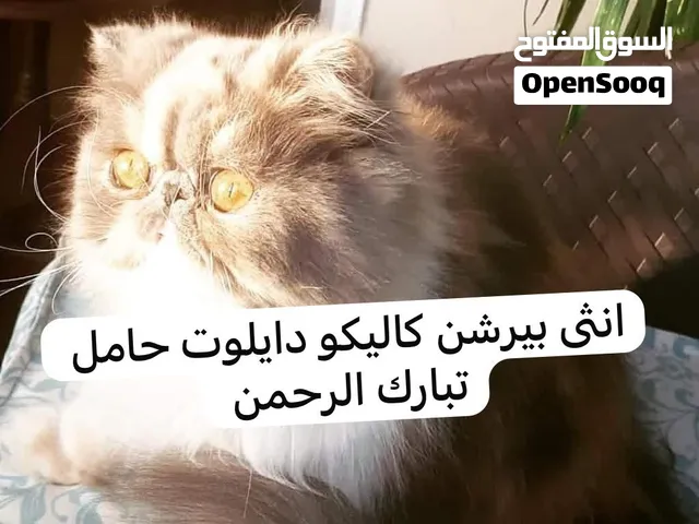 انثى بيرشن كاليكو دايلوت حامل من ذكر فان كريمي